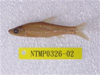 藏品(羅漢魚)的圖片